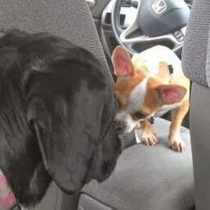 Meet your Posher, Sue